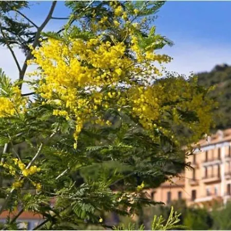 Bormes-les-mimosas, 3 Pieces, 4 Personnes - Fr-1-251-76 Bormes-les-Mimosas